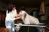 SKYE TERRIER - BROSSAGE 087